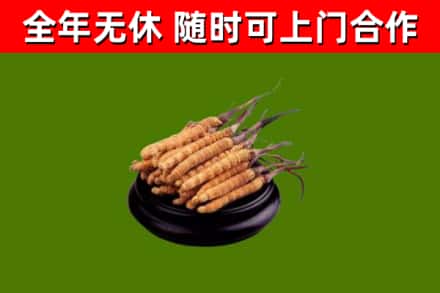 门源回收冬虫夏草